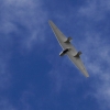 Flugplatzfest Degerfeld 26.08.2012