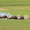 Flugplatzfest Luftsportverein Degerfeld 26.08.2017