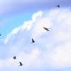 Flugplatzfest Luftsportverein Degerfeld 2014