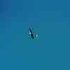 Flugplatzfest Hülben