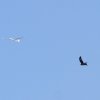 Flugplatzhock mit Modellflugvorführung Hülben 30.07.2016