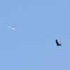 Flugplatzhock mit Modellflugvorführung Hülben 30.07.2016