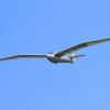 Flugtag Musbach