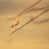Flugtag Fliegergruppe Donzdorf 29.08.2015