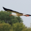 Flugtag  MFG Graben-Neudorf 24.05.2015