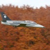 Freundschaftsfliegen Hülben
