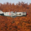 Freundschaftsfliegen Hülben
