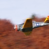 Freundschaftsfliegen Hülben