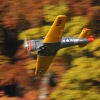 Freundschaftsfliegen Hülben