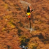 Freundschaftsfliegen Hülben