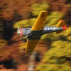 Freundschaftsfliegen Hülben