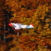 Freundschaftsfliegen Modellflug Huelben