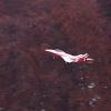 Freundschaftsfliegen Modellflug Huelben