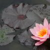 Garten 03.06.2012