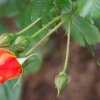Garten 03.06.2012