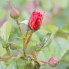 Garten 03.06.2012