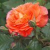 Garten 03.06.2012