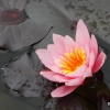 Garten 03.06.2012