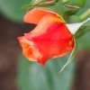 Garten 03.06.2012