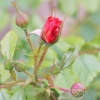 Garten 03.06.2012