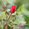 Garten 03.06.2012