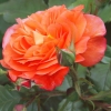 Garten 03.06.2012