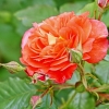 Garten 03.06.2012