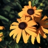 Garten 03.08.2013
