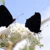 Garten 03.08.2013