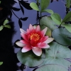 Garten 03.08.2013