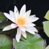 Garten 03.08.2013