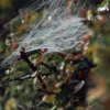 Garten 03.10.2014