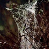 Garten 03.10.2014