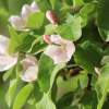 Garten 05.04.2015