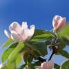 Garten 05.04.2015
