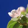 Garten 05.04.2015