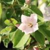 Garten 05.04.2015