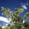 Garten 05.04.2015