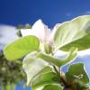 Garten 05.04.2015