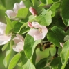 Garten 05.04.2015