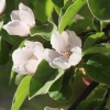 Garten 05.04.2015