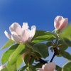 Garten 05.04.2015