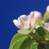 Garten 05.04.2015