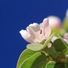 Garten 05.04.2015