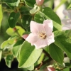 Garten 05.04.2015