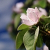 Garten 05.04.2015