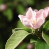 Garten 05.04.2015