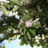 Garten 05.04.2015