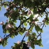 Garten 05.04.2015