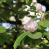 Garten 05.04.2015